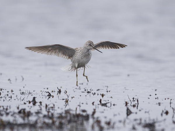 Lampiviklo, Marsh Sandpiper, Tringa stagnatilis
