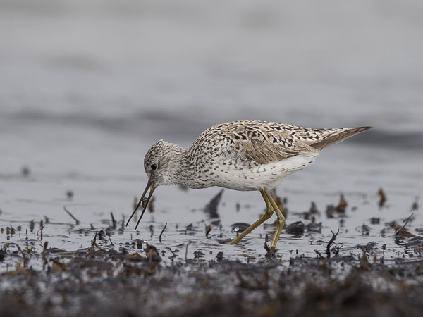 Lampiviklo, Marsh Sandpiper, Tringa stagnatilis