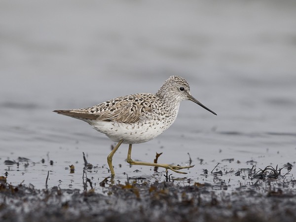 Lampiviklo, Marsh Sandpiper, Tringa stagnatilis