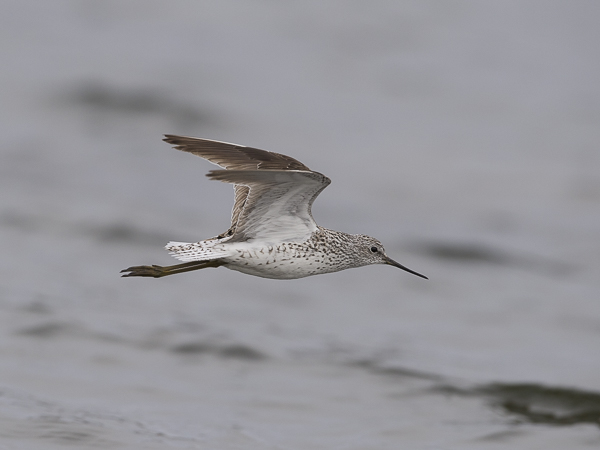 Lampiviklo, Marsh Sandpiper, Tringa stagnatilis