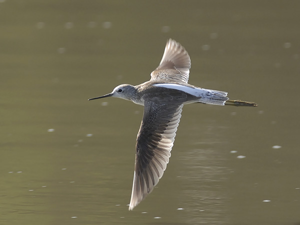 Lampiviklo, Marsh Sandpiper, Tringa stagnatilis
