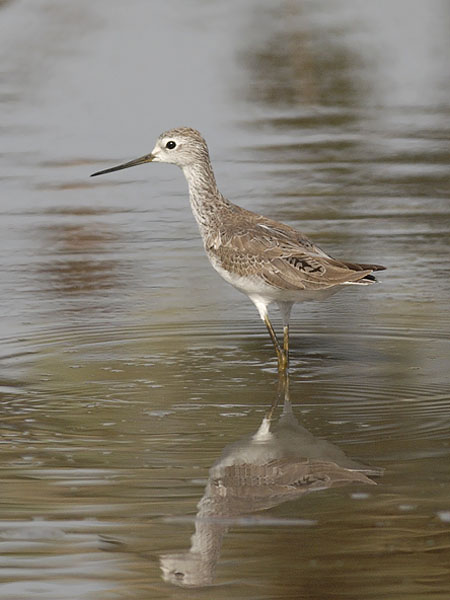 Lampiviklo, Marsh Sandpiper, Tringa stagnatilis