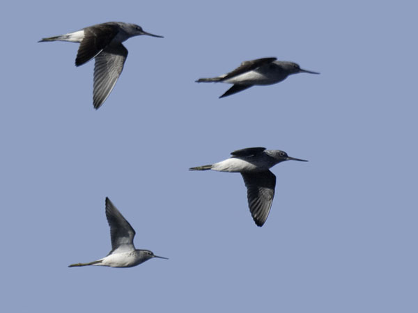Lampiviklo, Marsh Sandpiper, Tringa stagnatilis