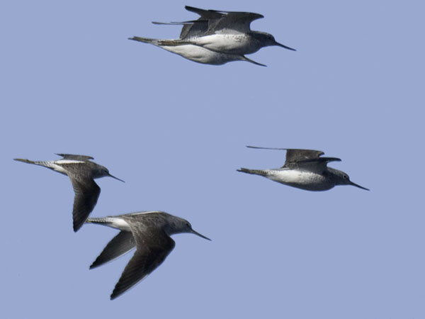 Lampiviklo, Marsh Sandpiper, Tringa stagnatilis