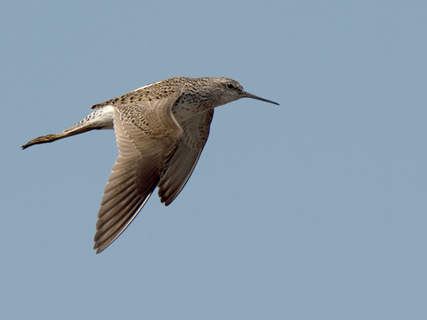 Lampiviklo, Marsh Sandpiper, Tringa stagnatilis