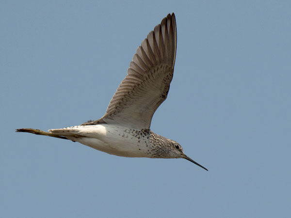 Lampiviklo, Marsh Sandpiper, Tringa stagnatilis
