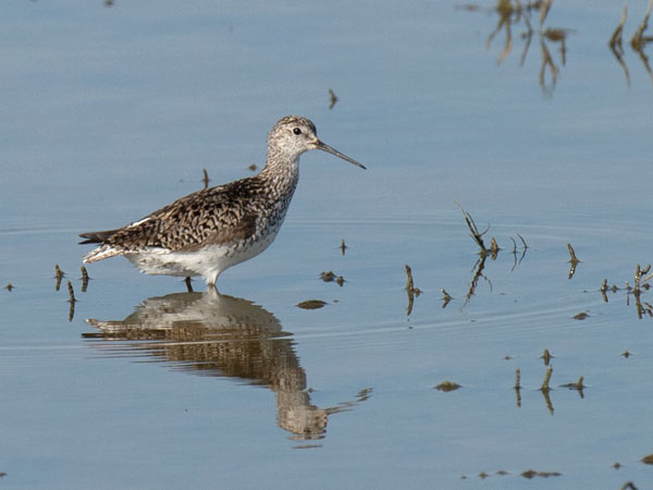 Lampiviklo, Marsh Sandpiper, Tringa stagnatilis