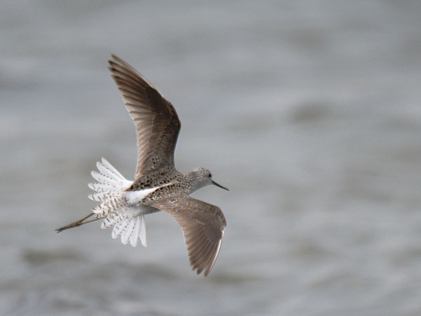 Lampiviklo, Marsh Sandpiper, Tringa stagnatilis