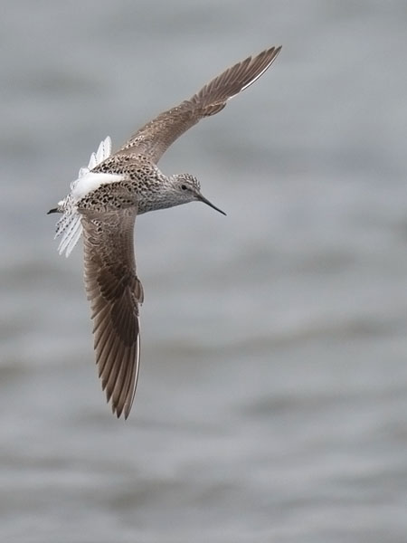 Lampiviklo, Marsh Sandpiper, Tringa stagnatilis