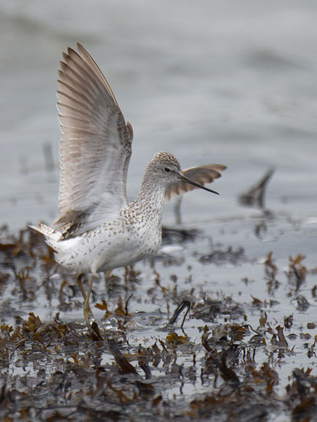 Lampiviklo, Marsh Sandpiper, Tringa stagnatilis