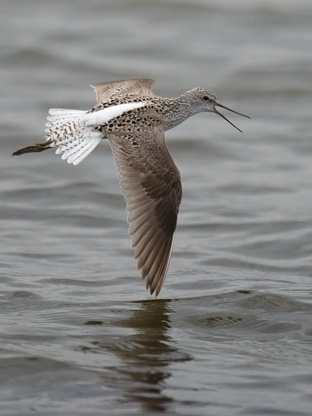 Lampiviklo, Marsh Sandpiper, Tringa stagnatilis