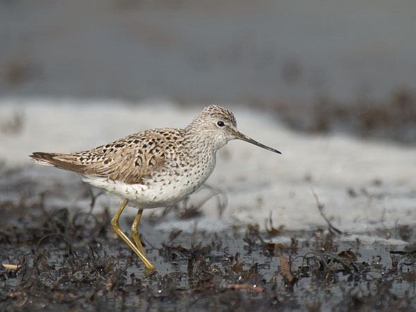 Lampiviklo, Marsh Sandpiper, Tringa stagnatilis