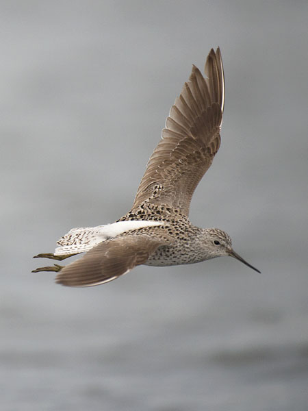 Lampiviklo, Marsh Sandpiper, Tringa stagnatilis