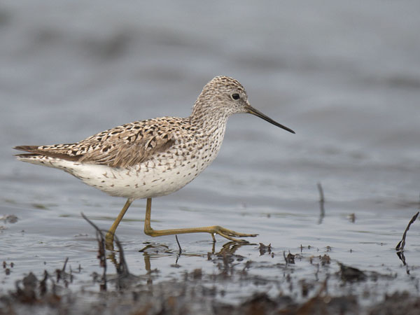 Lampiviklo, Marsh Sandpiper, Tringa stagnatilis