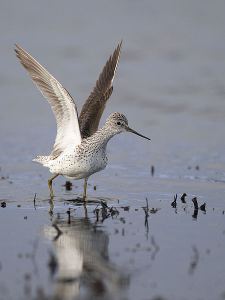 Lampiviklo, Marsh Sandpiper, Tringa stagnatilis