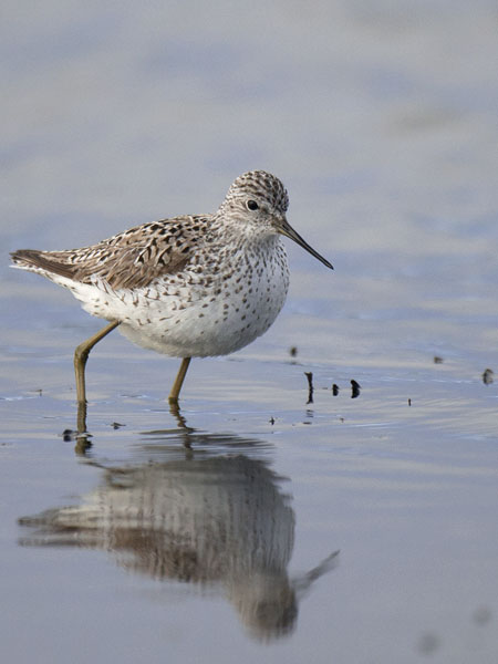 Lampiviklo, Marsh Sandpiper, Tringa stagnatilis