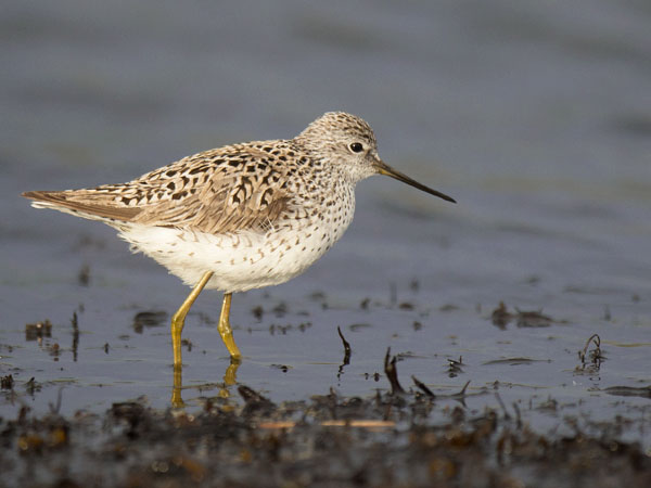 Lampiviklo, Marsh Sandpiper, Tringa stagnatilis