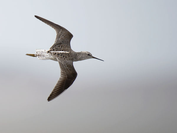 Lampiviklo, Marsh Sandpiper, Tringa stagnatilis