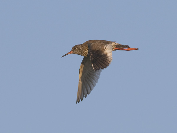 Punajalkaviklo, Common Redshank, Tringa totanus