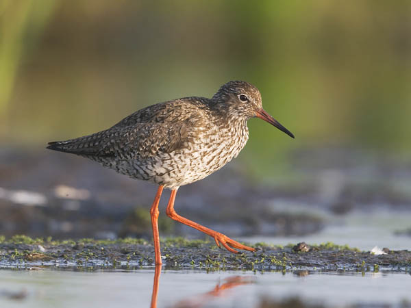 Punajalkaviklo, Common Redshank, Tringa totanus