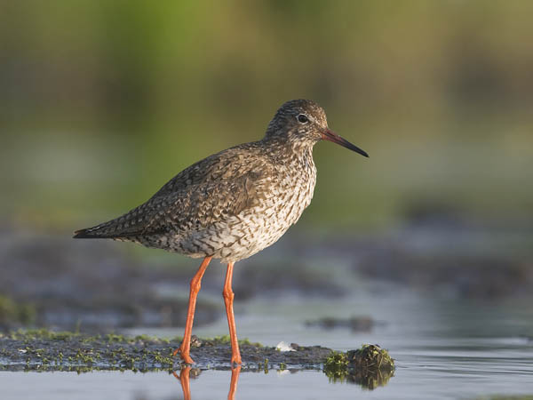Punajalkaviklo, Common Redshank, Tringa totanus