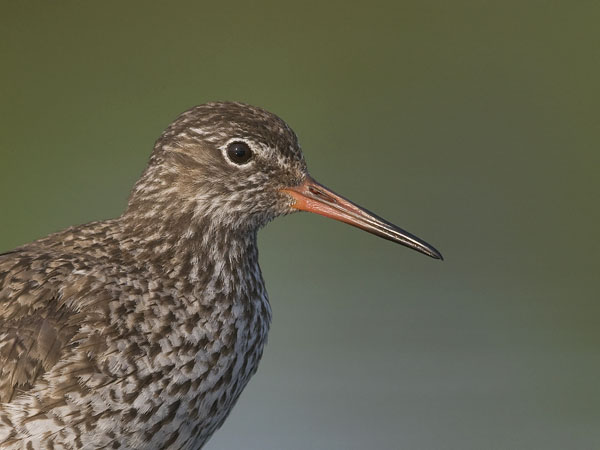 Punajalkaviklo, Common Redshank, Tringa totanus