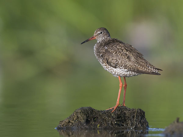 Punajalkaviklo, Common Redshank, Tringa totanus