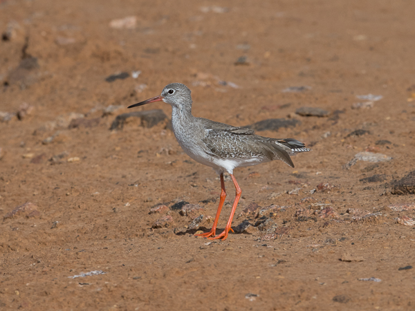 Punajalkaviklo, Common Redshank, Tringa totanus