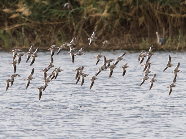 Punajalkaviklo, Common Redshank, Tringa totanus