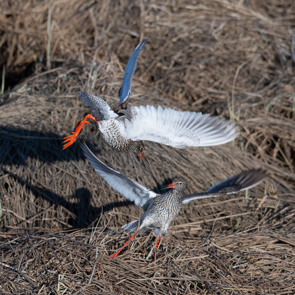Punajalkaviklo, Common Redshank, Tringa totanus