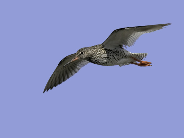 Punajalkaviklo, Common Redshank, Tringa totanus