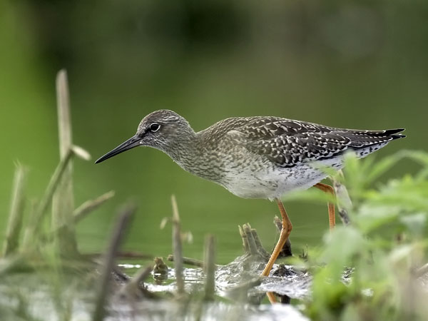 Punajalkaviklo, Common Redshank, Tringa totanus