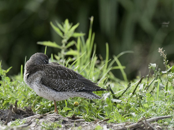 Punajalkaviklo, Common Redshank, Tringa totanus