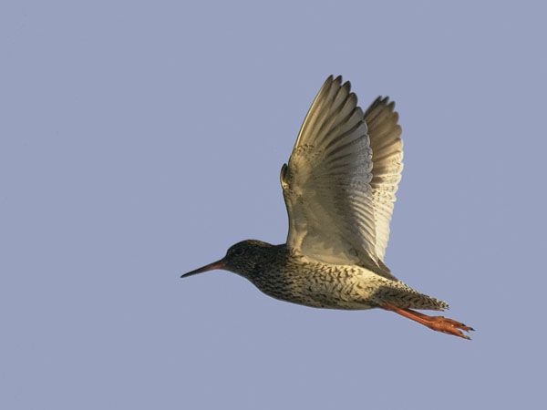 Punajalkaviklo, Common Redshank, Tringa totanus