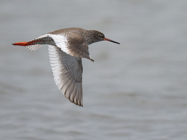Punajalkaviklo, Common Redshank, Tringa totanus