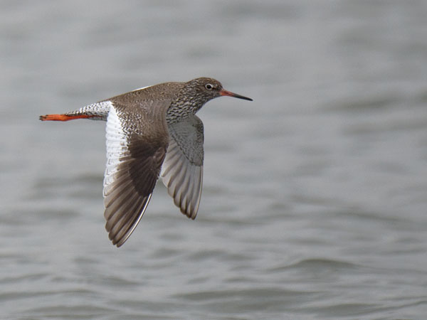 Punajalkaviklo, Common Redshank, Tringa totanus