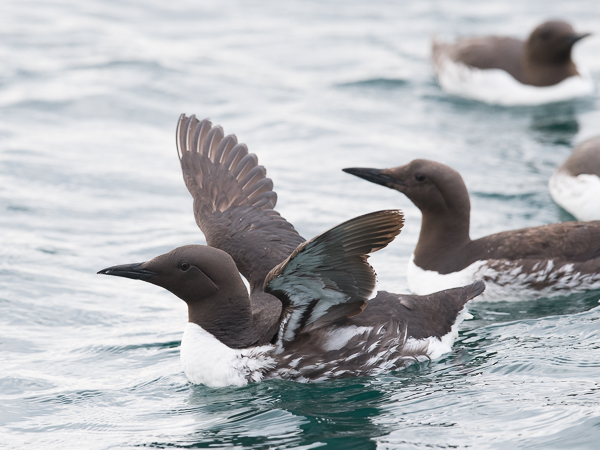 Etelänkiisla, Common Murre, Uria aalge