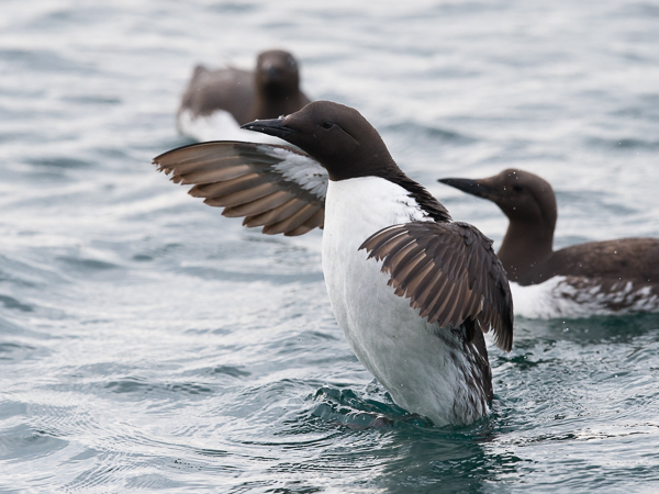 Etelänkiisla, Common Murre, Uria aalge
