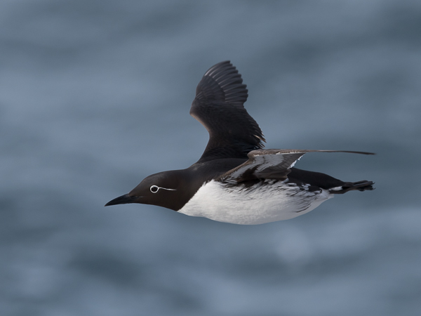 Etelänkiisla, Common Murre, Uria aalge