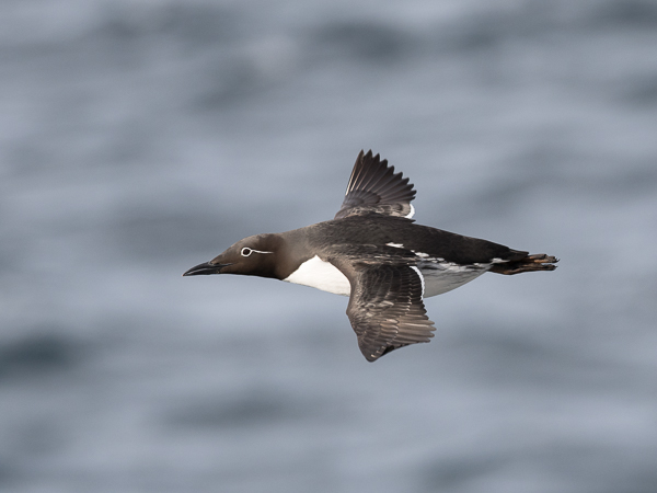 Etelänkiisla, Common Murre, Uria aalge
