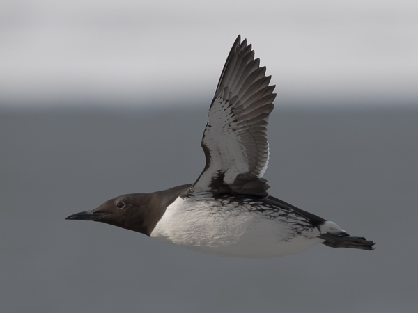 Etelänkiisla, Common Murre, Uria aalge