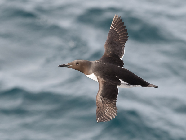 Etelänkiisla, Common Murre, Uria aalge