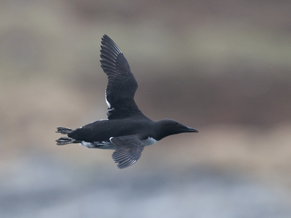 Etelänkiisla, Common Murre, Uria aalge