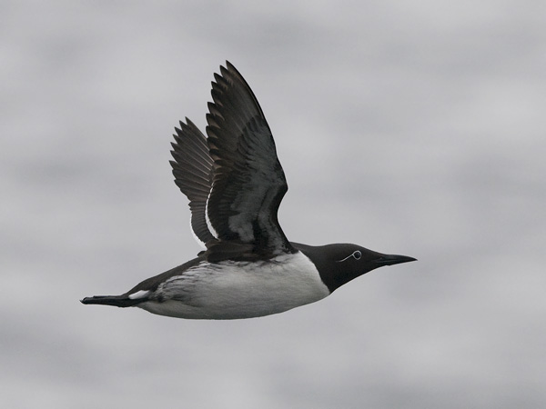 Etelänkiisla, Common Murre, Uria aalge