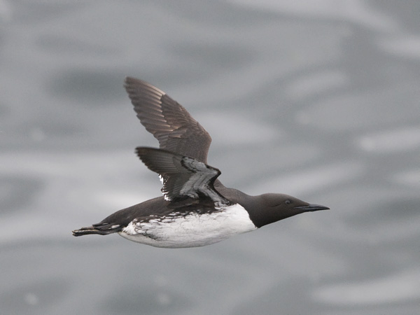 Etelänkiisla, Common Murre, Uria aalge