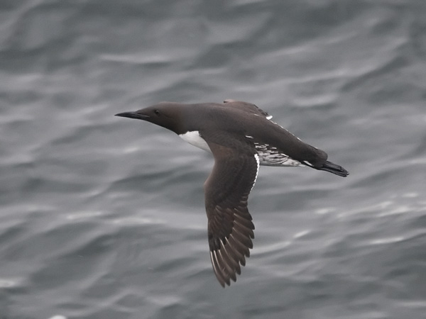 Etelänkiisla, Common Murre, Uria aalge