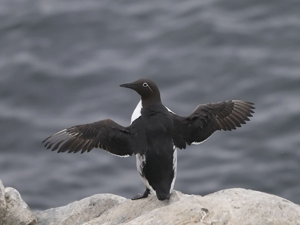 Etelänkiisla, Common Murre, Uria aalge