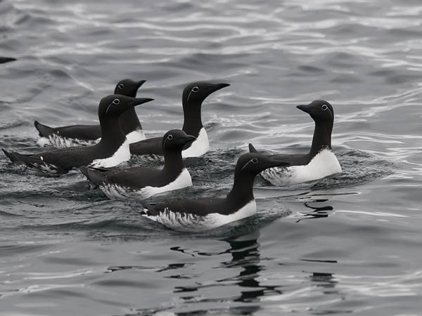 Etelänkiisla, Common Murre, Uria aalge