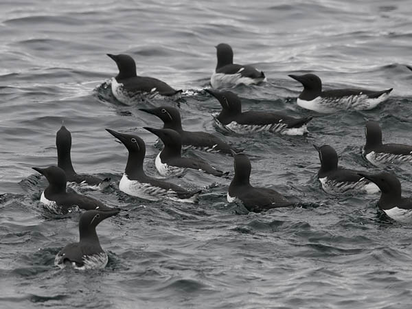 Etelänkiisla, Common Murre, Uria aalge