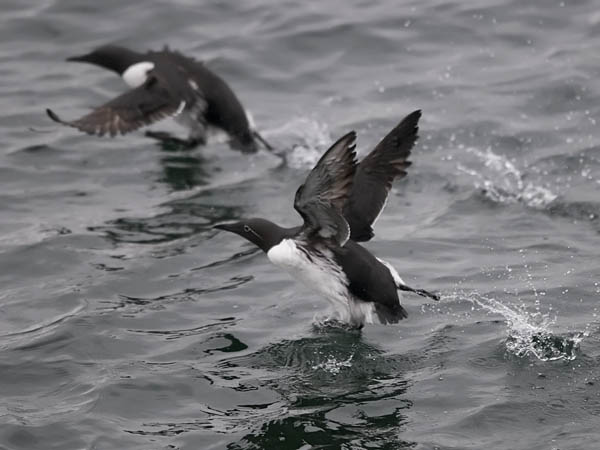 Etelänkiisla, Common Murre, Uria aalge